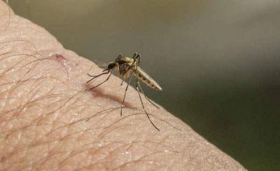 Llegar�an maquinarias y personal id�neo para fumigar contra el mosquito �com�n�