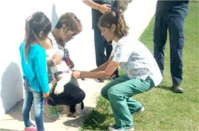 Concluye el lunes la Campa�a de Vacunaci�n Antirr�bica