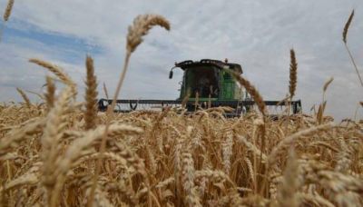 Aument� 89% la producci�n de trigo en C�rdoba