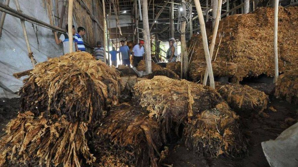 El sector tabacalero sufri daos irrecuperables a causa de las tormentas en el sur