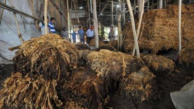 El sector tabacalero sufri� da�os irrecuperables a causa de las tormentas en el sur