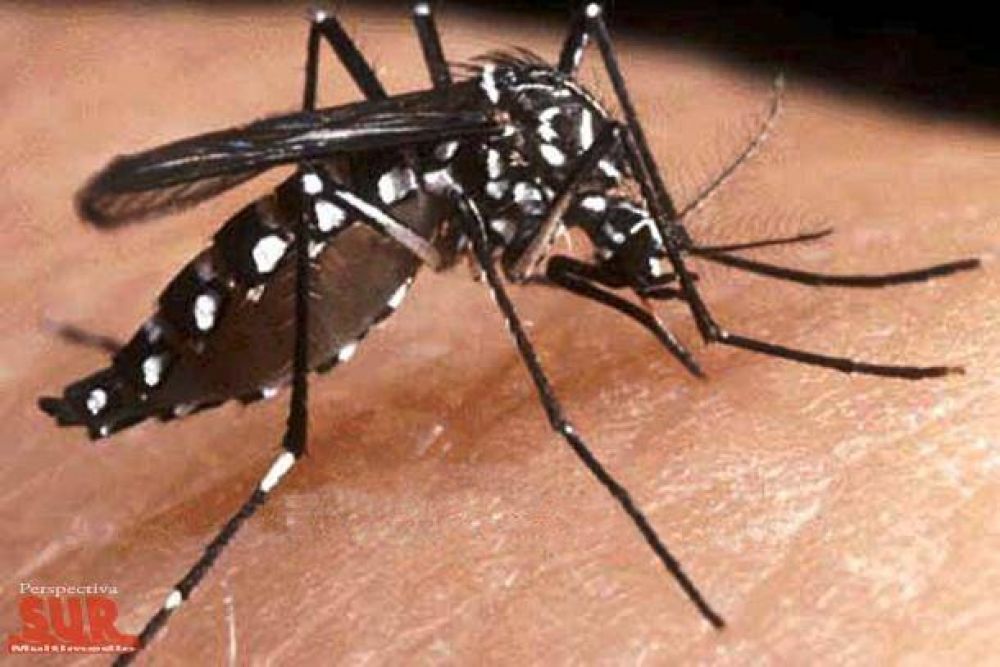 Alerta en Salud por foco de dengue en San Francisco Solano