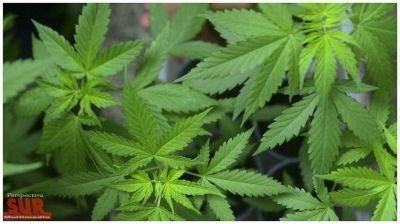 Buenos Aires adherir� a la ley nacional que autoriz� el uso medicinal del cannabis