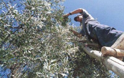 Cosecha: ya se levant� un 50% de la aceituna de mesa