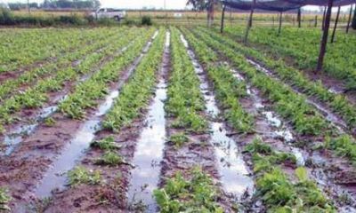 En Misiones: productores de Ferias Francas vieron sus productos �arrasados� por el agua