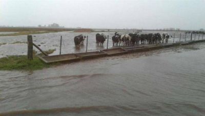 Inundaciones: hay m�s 1,2 mill�n de hect�reas afectadas