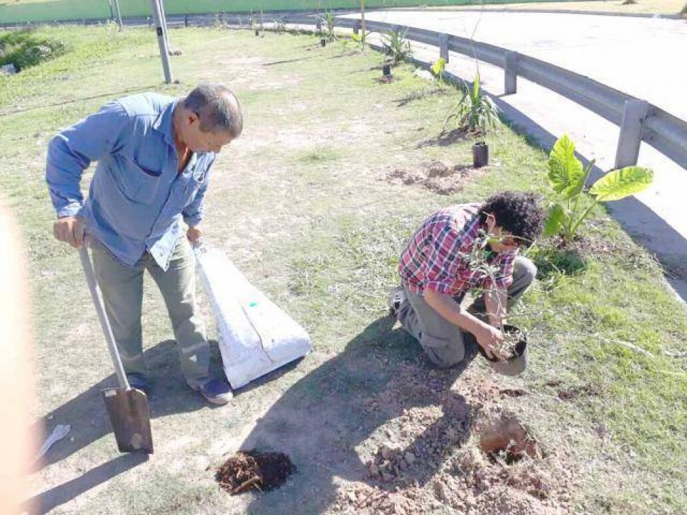 Plantaron �rboles en la bajada de la autopista