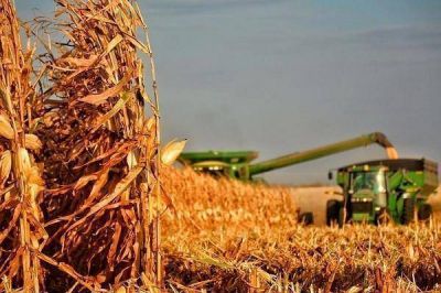 Gualeguaych� es el departamento con mayor �rea de ma�z sembrado en Entre R�os 