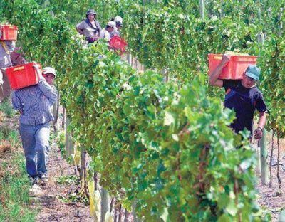La cosecha de uva fue m�s escasa de lo que se esperaba