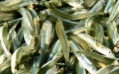 Recomendaciones del SENASA para el consumo de pescado: 