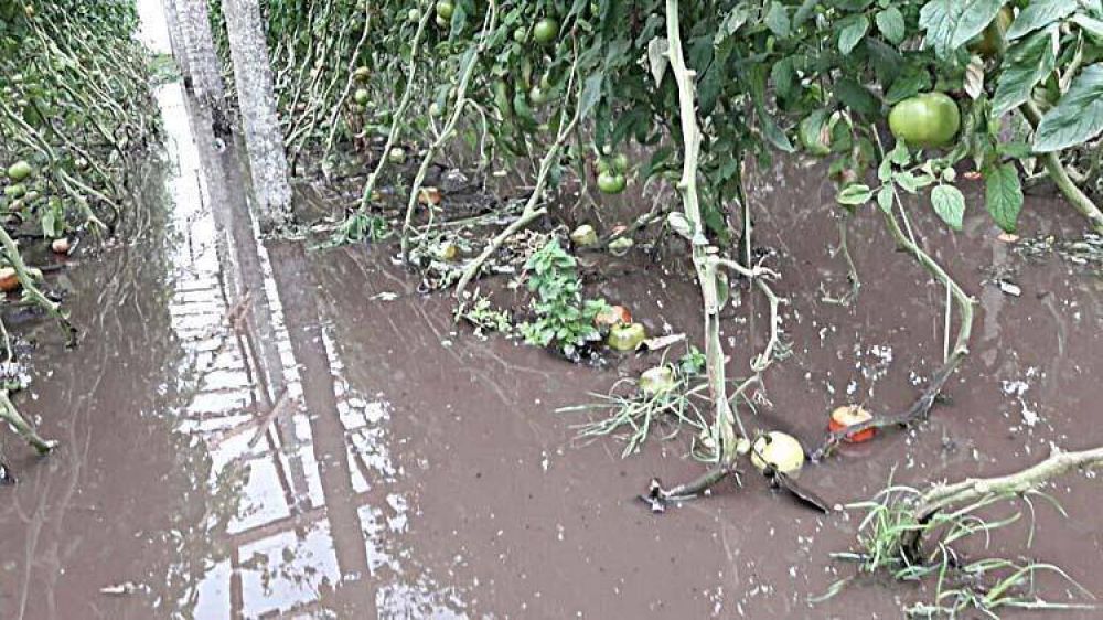 El temporal hizo estragos en el cordn frutihortcola: se perdi el 40% de la cosecha