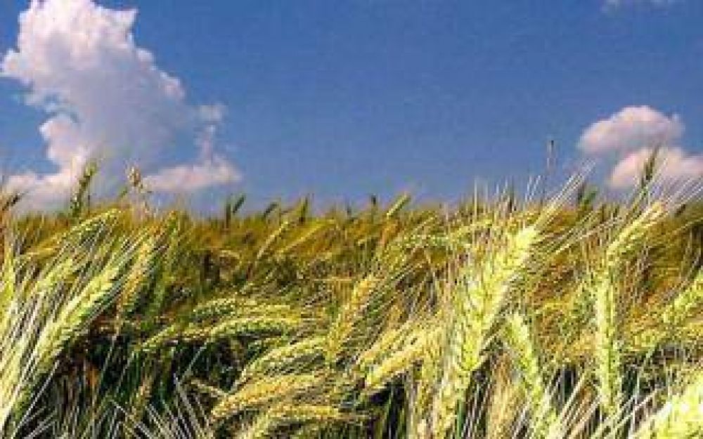 La cosecha de trigo en el sudoeste bonaerense alcanz� 1,5 millones de toneladas