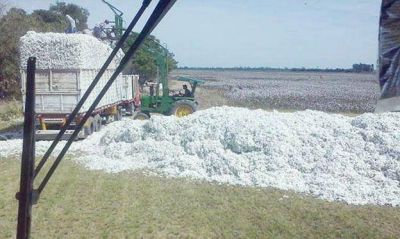 Algod�n: s�lo el 13% de los lotes se cosecharon y el clima condiciona el ingreso de las m�quinas