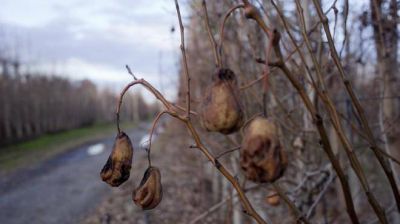 La crisis agobia, la ayuda nacional no llega y el plan Frut�cola hace agua