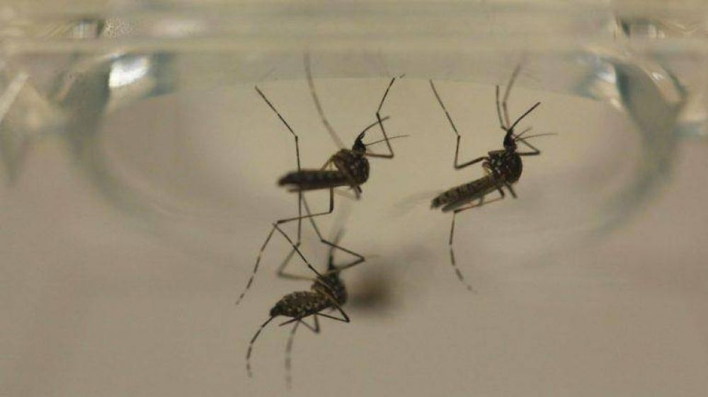 Hallan un mosquito transmisor del dengue en Baha
