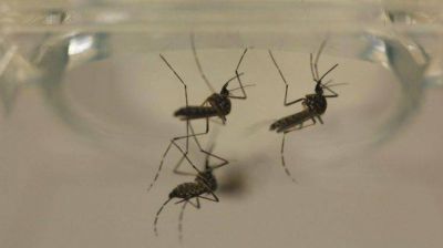 Hallan un mosquito transmisor del dengue en Bah�a