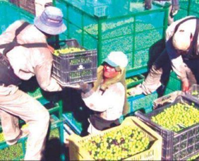Preocupa la falta de recursos para levantar cosecha oliv�cola