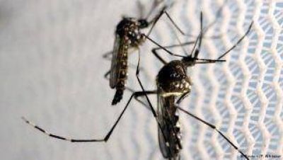 40 casos de zika confirmados en Chaco y nuevos casos probables de dengue