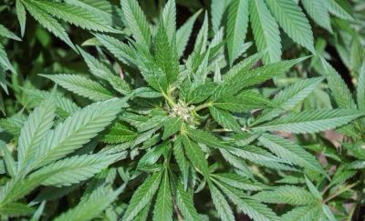 Olavarr�a se suma a la Marcha Mundial de la Marihuana