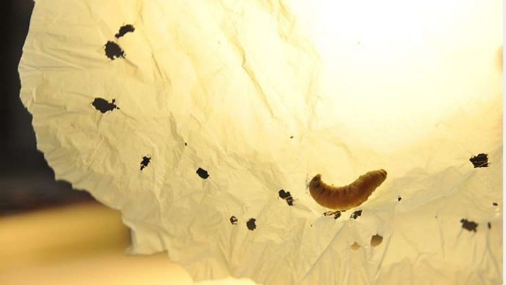 Un gusano que come plstico sera la llave para combatir la contaminacin