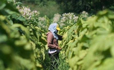 Productores tucumanos esperan la llegada de fondos del tabaco