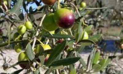 La provincia debi� salir a auxiliar al sector oliv�cola