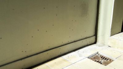 Invasi�n de mosquitos en Luj�n