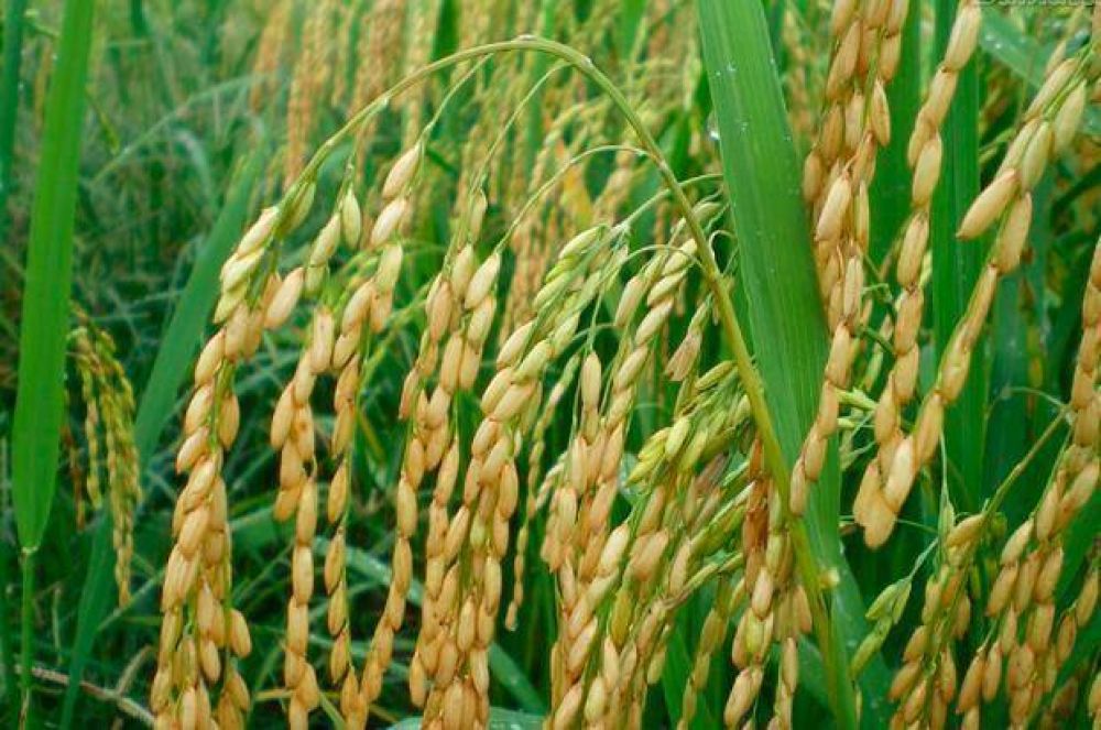 Avanzan la cosecha de arroz y sorgo en Entre Ros 