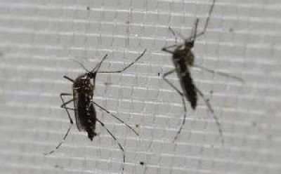 La invasi�n de mosquitos en Pilar puede durar un mes