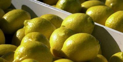 El lim�n tucumano ingresar� al mercado norteamericano a partir del 26 mayo