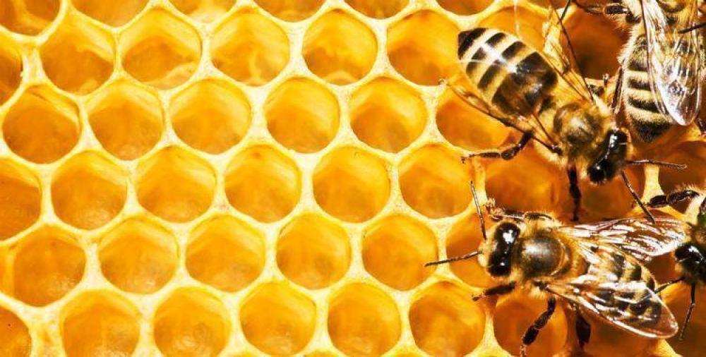 Tucum�n comenzar� a exportar miel de abejas a Jap�n