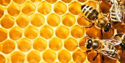 Tucum�n comenzar� a exportar miel de abejas a Jap�n