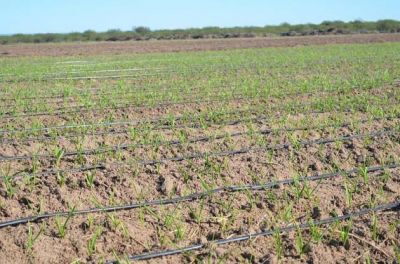 Familias sanluise�as iniciaron tr�mites para acceder a terrenos de Sol Puntano