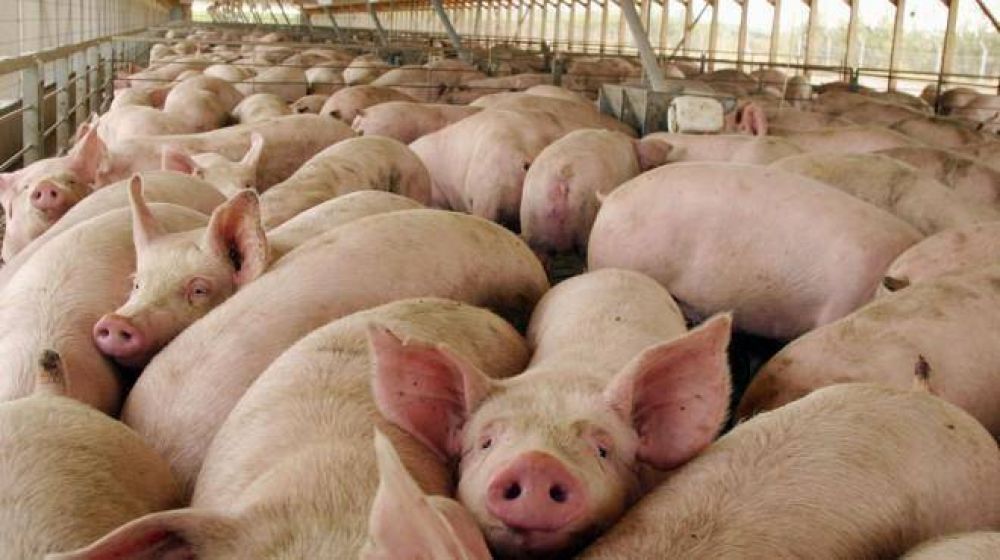 La producci�n porcina del Valle Inferior est� en riesgo