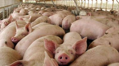 La producci�n porcina del Valle Inferior est� en riesgo