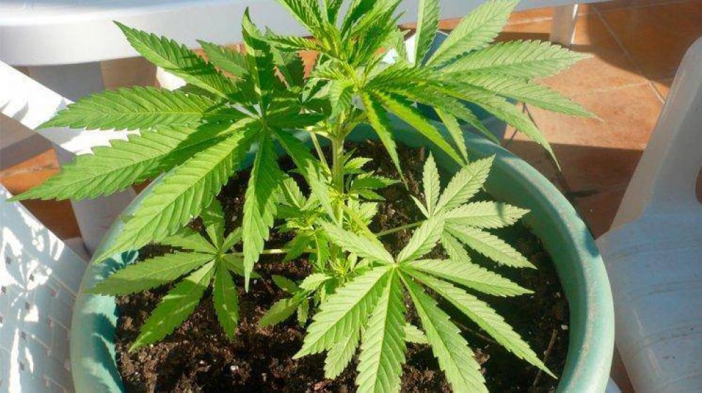 Jornadas para informarse sobre el uso del cannabis medicinal
