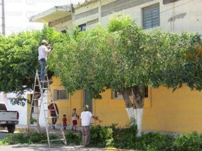 Se otorgan permisos para podar