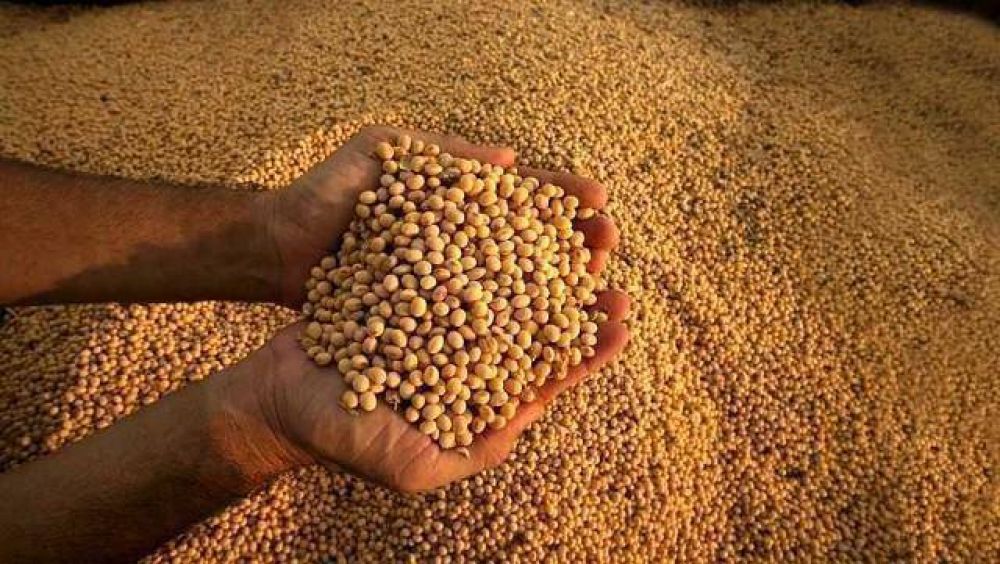 Preocupa a los productores la finalizaci�n de la cosecha de soja 
