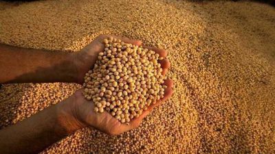 Preocupa a los productores la finalizaci�n de la cosecha de soja 