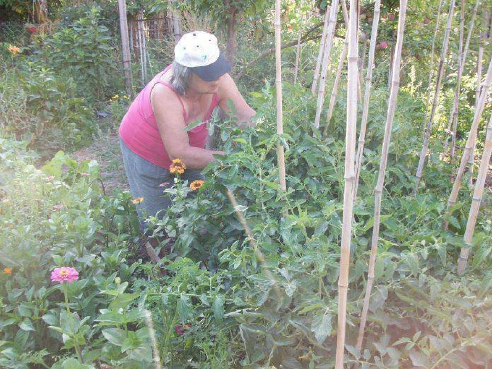 Plantas m�s sanas con menos productos