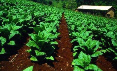 Pagar�n m�s de $ 47 millones del segundo retorno de tabaco Burley