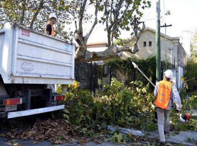 Poda: 500 vecinos ya pidieron permiso