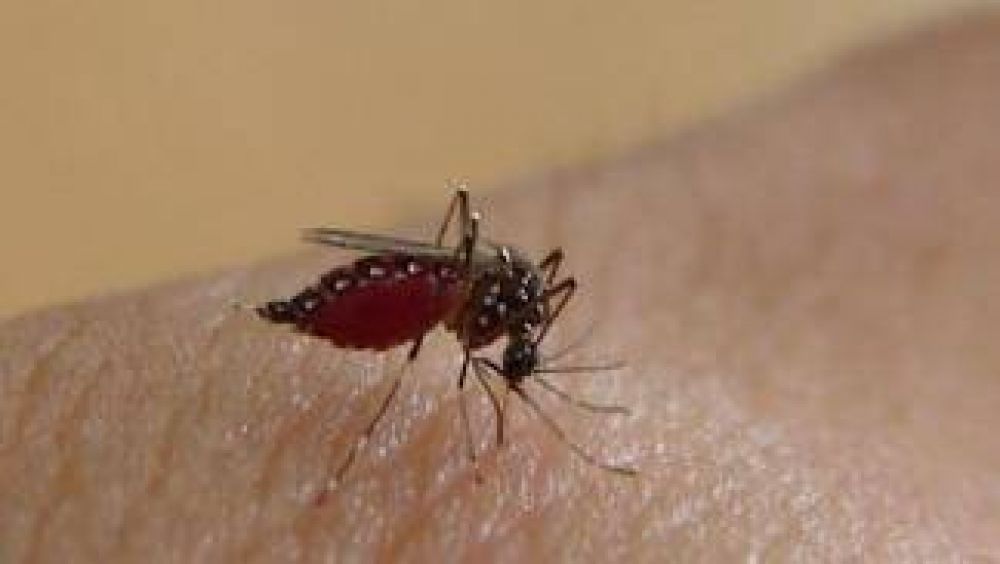 Bajaron drsticamente los enfermos de dengue en el pas aunque hay dudas respecto de Formosa