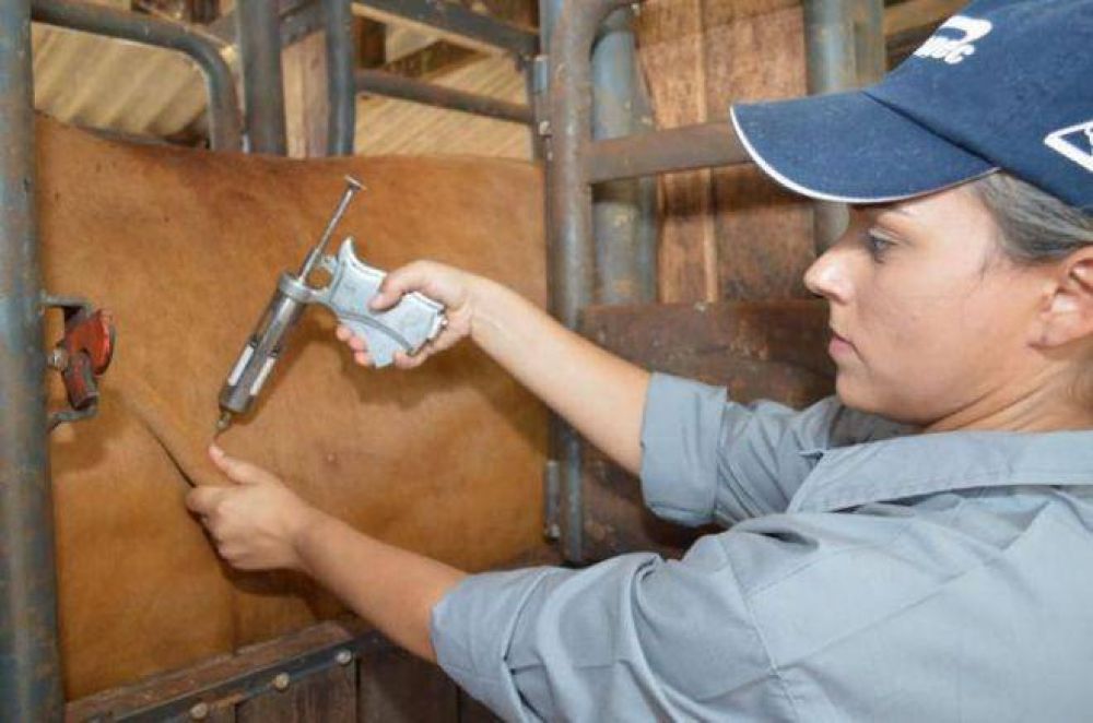 Se prorrog� una semana la campa�a de vacunaci�n contra la fiebre aftosa en la provincia 