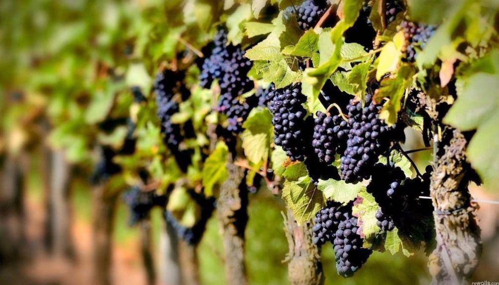 Fomento a la vitivinicultura