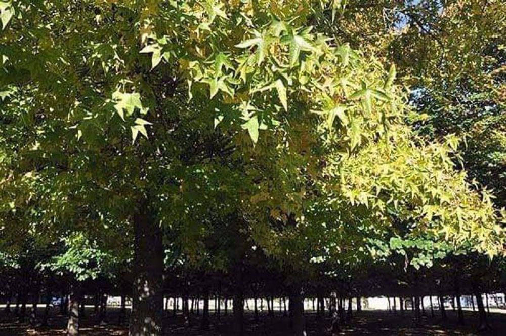 Fuertes multas por tala o poda indebida del arbolado p�blico