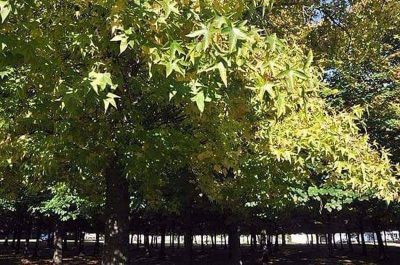 Fuertes multas por tala o poda indebida del arbolado p�blico