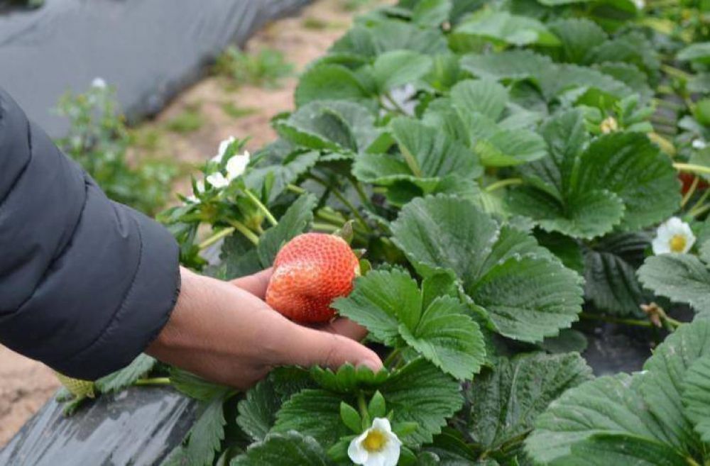 Lifschitz gestionar� ante Agrana Fruit para preservar el empleo