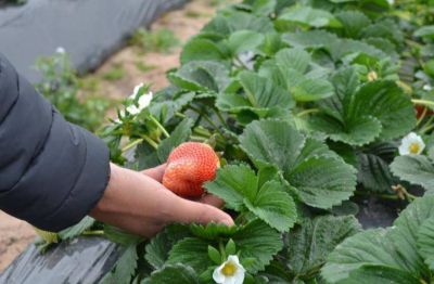 Lifschitz gestionar� ante Agrana Fruit para preservar el empleo