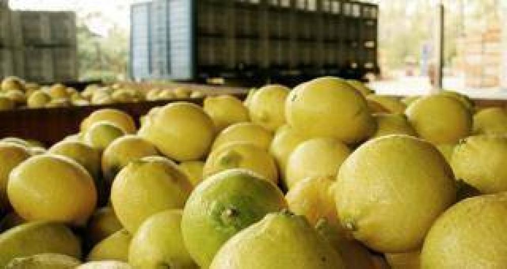 Impulsan la llegada del lim�n tucumano a los mercados de M�xico y China